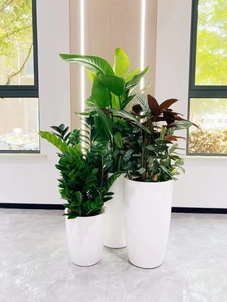 余姚植物租摆方案